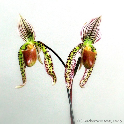 [Twin lady slippers_2 (Jan 5, 2007)[12].jpg]