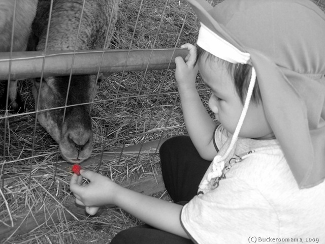 [Josh feeding goat a raspberry[2].jpg]