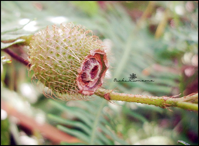 Rambutan-like-thing