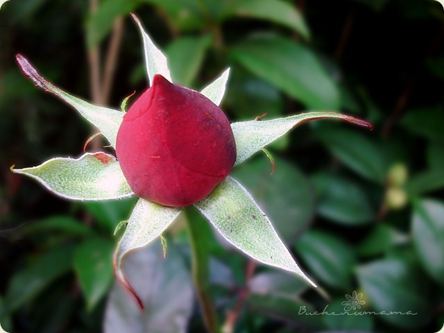 rosebud
