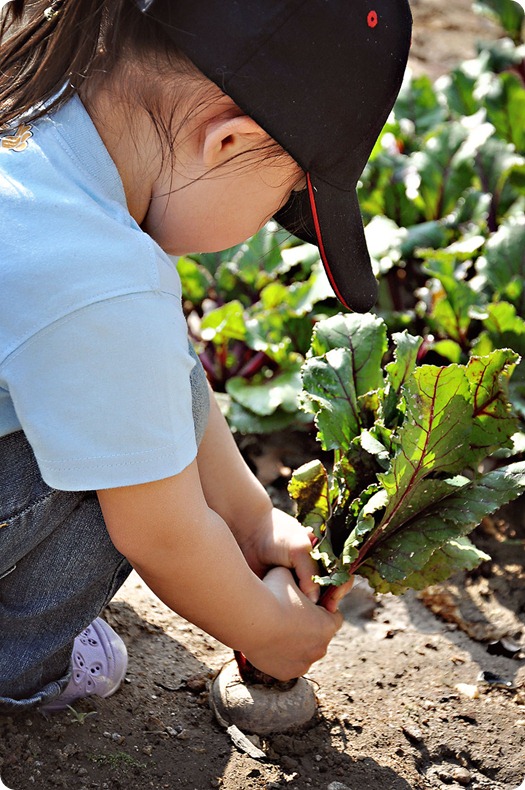 zoe-pulling-beet1 zoe-pulling-beet1