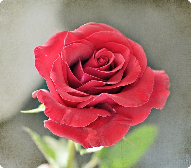 Rose-from-St.-Anne's Rose-from-St.-Anne's