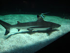 Shark!
