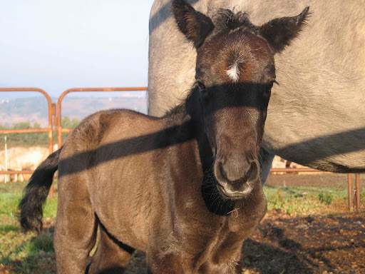 Stella, Molise