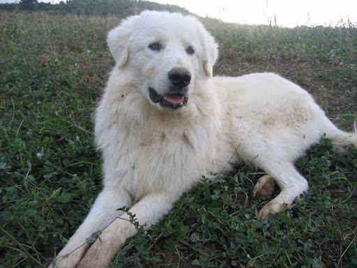 A Maremmana Sheep Dog, Molise, Italy