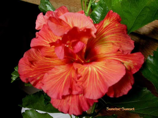 Alegria On Sunset. SUNRISE- sunrise sunset tattoo. Alegria On Sunset. SUNRISE-