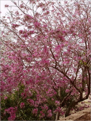 Orchid Tree