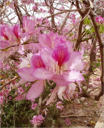 Orchid Tree 1
