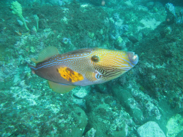 six spine leatherjacket