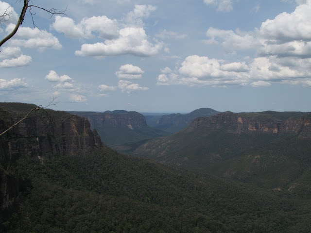 Black Heath - Blue Gum Forest