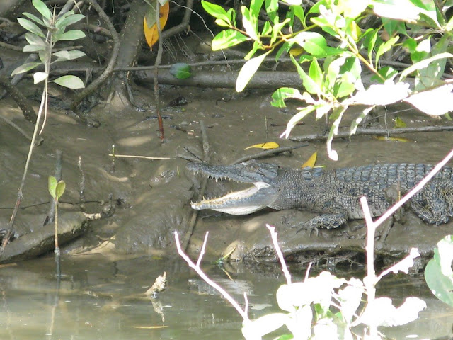Estuarine Crocodile - Daintree River