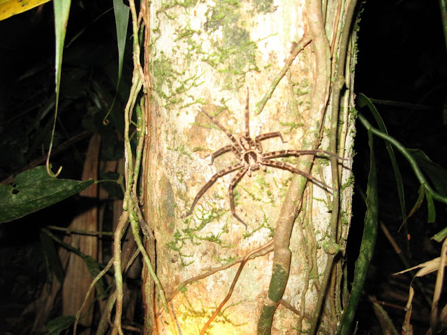 Cape Tribulation - spider