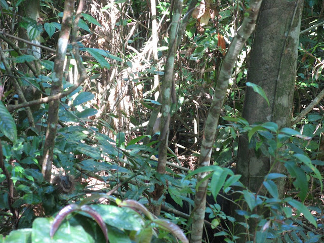 Cape Tribulation - find the Cassowary
