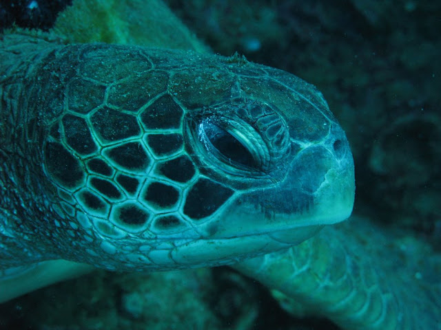 Green Turtle