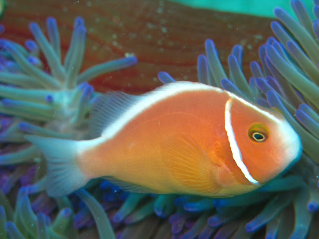 Anemone Fish