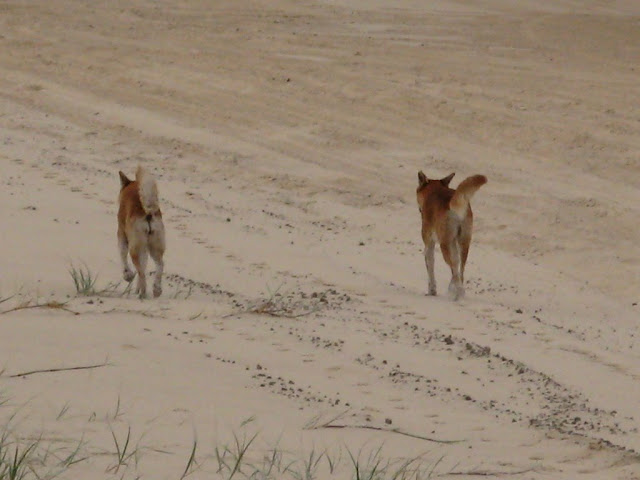 Frazer Island - Dingos