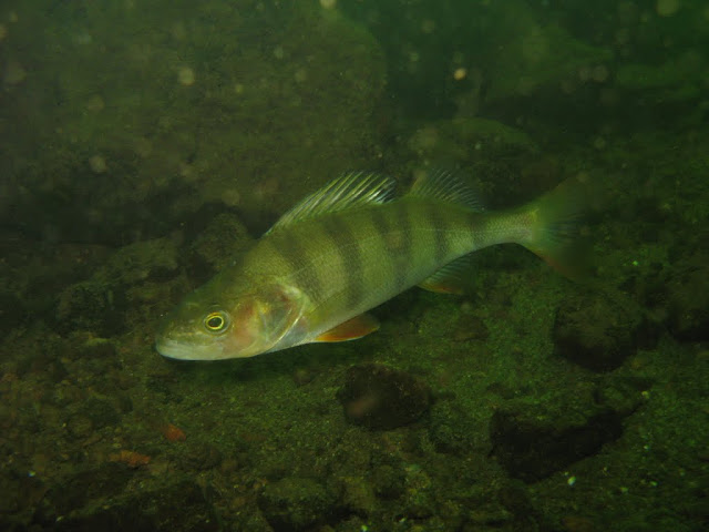 Lake Pupuke - Perch