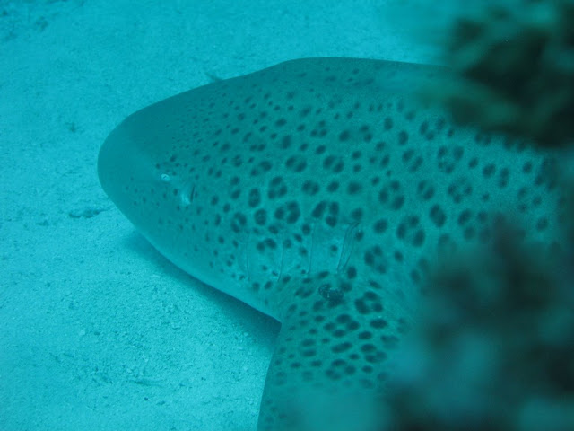 Lifou - Leopard Shark
