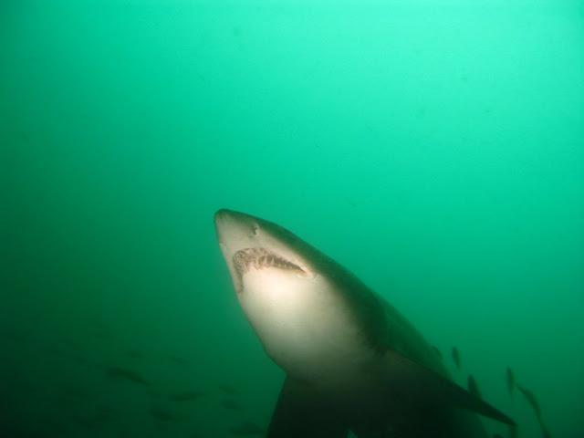 Fish Rock Cave - Grey Nurse Shark