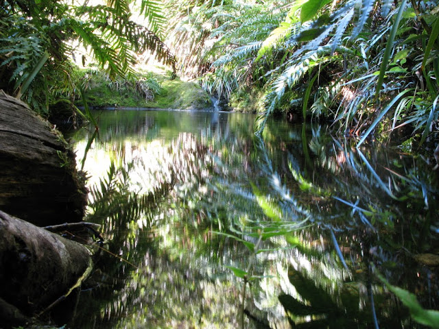 Kaueranga trail