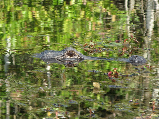 Alligator - Big Cypress National Preserve