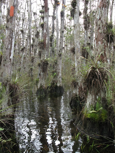 Florida Trail - Big Cypress National Preserve