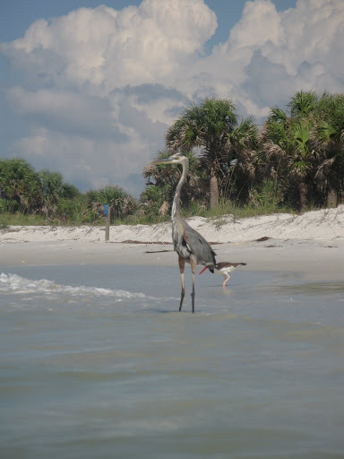 Caladesi Island - Heron & Oister Catcher