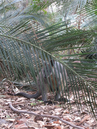 AU - Mimosa Rocks National Park - Aragunnu campground - Wallaby 