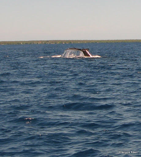 Tonga - Humpback Whale