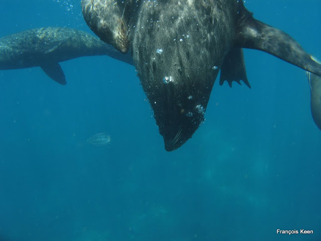 NZ - Volkner Rocks - NZ Furseals