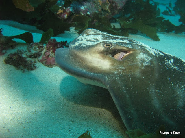 NZ - Poor Knights - juvenile Eagle Ray