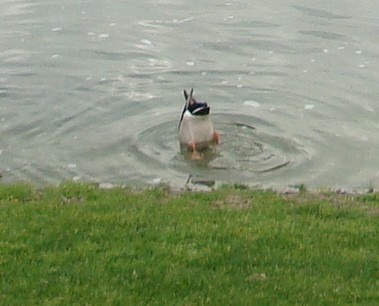 [upsideduck[3].jpg]