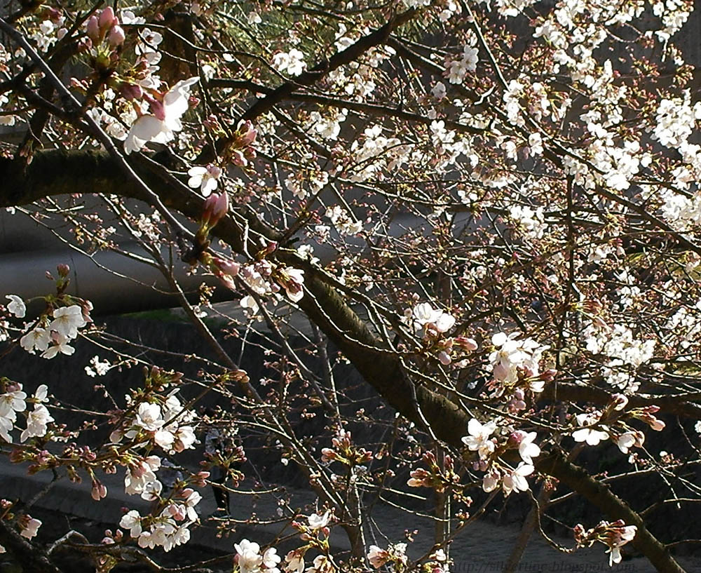 [Shukugawa Come Into Blossom A Lオーバーレイ.jpg]