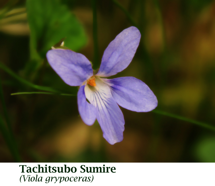 [750_Tachitsubosumire Viola grypoceras_1285_name2.jpg]