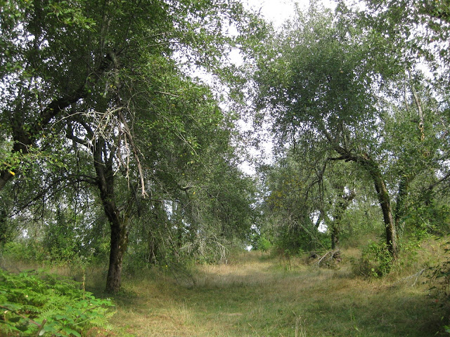 Obstgarten