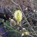 Willow