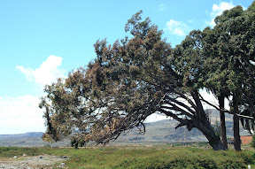DSCF0021.JPG