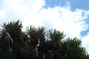 DSCF0019-1.JPG