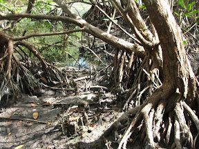 wetlands protect the coastline in stormy weather