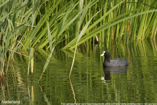 Nederland natuur.jpg