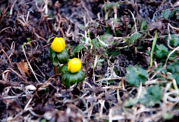 gulblomma gulblomma
