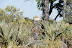 DSC_0074.JPG