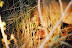 DSC_0223.JPG