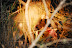 DSC_0234.JPG