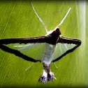 Melonworm Moth(Barrenador del melón)