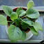 African Violet #1b