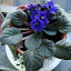 African Violet #1a