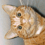Cat lol