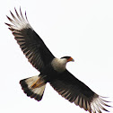 Crested Caracara