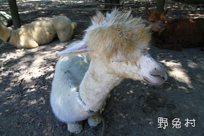 [台南-學甲] 頑皮世界-野生動物園